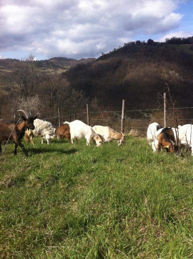 Agriturismo Il Covo Del Solengo Valtopina 外观 照片