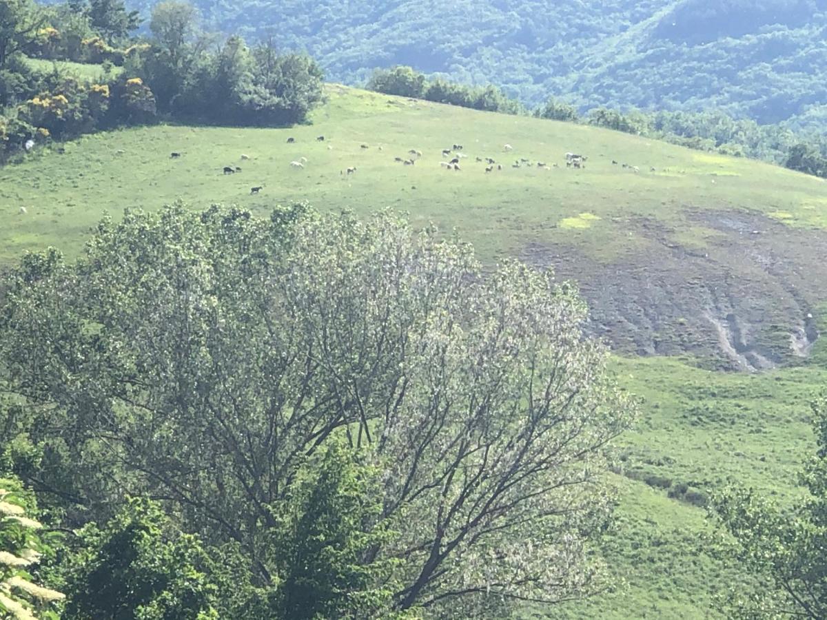 Agriturismo Il Covo Del Solengo Valtopina 外观 照片